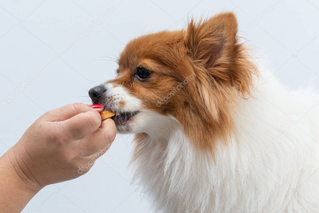 A woman giving a spitz u-shaped snack isolated on a white background