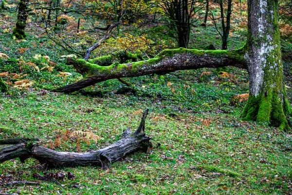 Nahaufnahme Moosbedeckter Äste Einem Wald Tag — Stockfoto