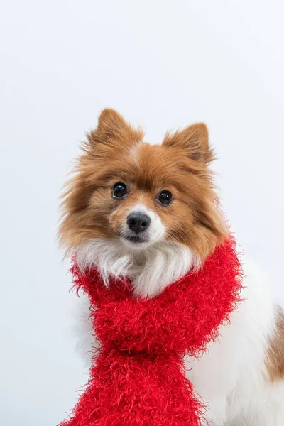 Mignon Spitz Avec Une Écharpe Rouge Pour Hiver Isolé Sur — Photo