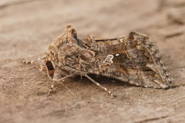 Detailed Closeup Mediterranean Ctenoplusia Accentifera Owlet Moth Sitting Wood — Stock Photo, Image