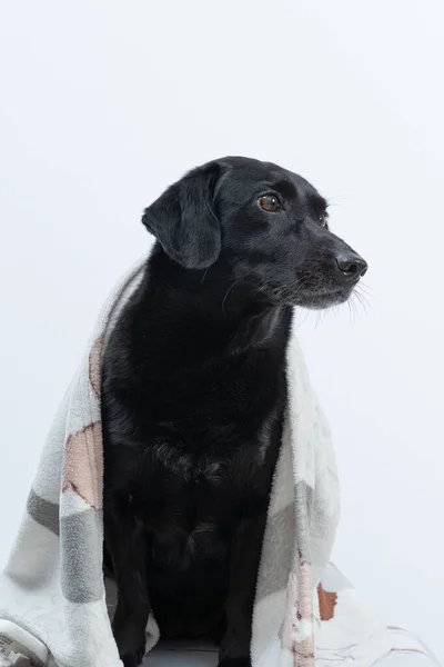 Black Dog Blanket Protecting Herself Cold White Background — Stock Photo, Image
