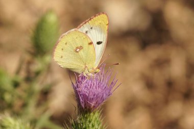 Akdeniz Berger 'inin bulutlu sarı kelebeğine yakın çekim, mor bir devedikeni çiçeğinin üzerinde oturan Colias alfacariensis, Cirsium vulgare