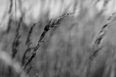 Çimenlikteki yabani bitkilerin yakın plan gri pulu.