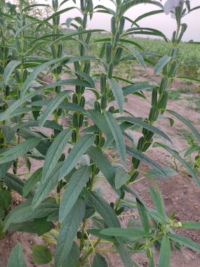 Çiftlik arazilerinde büyüyen susam bitkilerinin dikey görüntüsü.