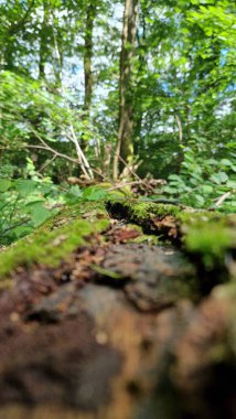 Çimlerin büyüdüğü orman zeminine yakın çekim