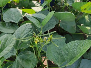 Tarladaki yeşil bir Mung fasulyesinin yakın çekimi.