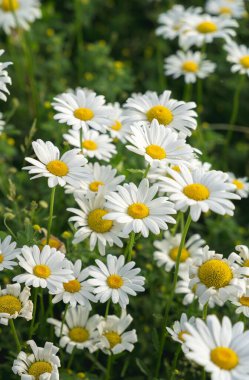 Üzerinde beyaz yapraklar, sarı merkezler ve güneş ışınları olan dikey bir papatya görüntüsü.