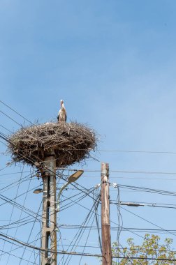 Mavi gökyüzü arka planına karşı yuvasında bir leylek kuşunun dikey alçak açısı