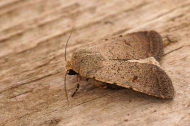 Detailed Closeup on the Pale Mottled Willow Moth, Caradrina clavipalpis, sitting on wood