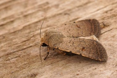 Detailed Closeup on the Pale Mottled Willow Moth, Caradrina clavipalpis, sitting on wood clipart