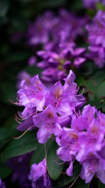 A vertical shot of the Rhododendron flower clipart