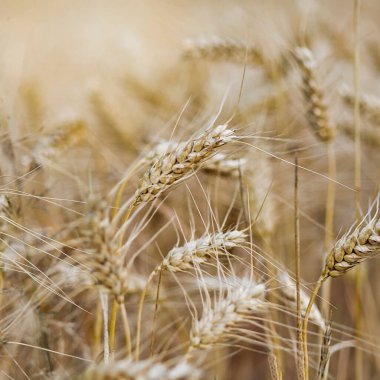 Buğday tarlasında yakın çekim.