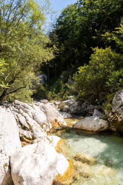 Güneşli bir günde ormanda kayalık bir nehrin dikey görüntüsü.