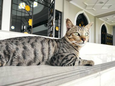 Kahverengi tekir kedinin yakın plan görüntüsü.