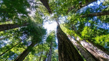 Güneşli bir günde mavi gökyüzünün altındaki ağaçların alçak açılı görüntüsü.