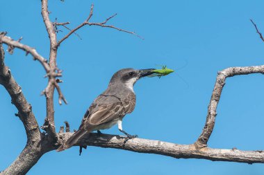 Gri Kingbird, bir çekirge bir şube, Guadeloupe yemek kuş