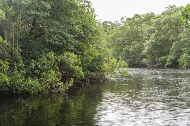 Mangrov bataklık, Guadeloupe, mangrov ağaçlarıyla vahşi doğa çamura