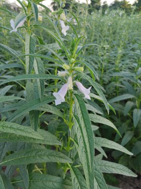Çiftlik arazilerinde büyüyen susam bitkilerinin dikey görüntüsü.