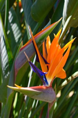 Madeira 'da güzel bir papağan çiçeğinin fotoğrafı.