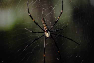 Örümcek ağında altın ipekten bir kürenin yakın plan fotoğrafı.