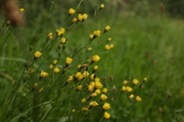 Arka planda bulanık bir demet çiçeğin seçici odağı