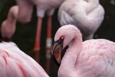 Tropikal parlak pembe flamingonun yakın plan çekimi.