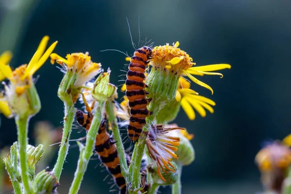 Closeup Cinnabar Moth Caterpillar Ragwort Plant — Stock Photo, Image