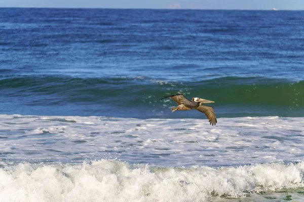 Krásný Výhled Pelikána Vznášejícího Nad Mořem Hollywoodu Kalifornie — Stock fotografie