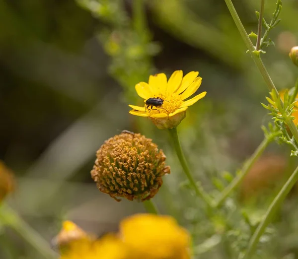 Primer Plano Una Abeja Volando Cerca Una Flor Primula Veris — Foto de Stock