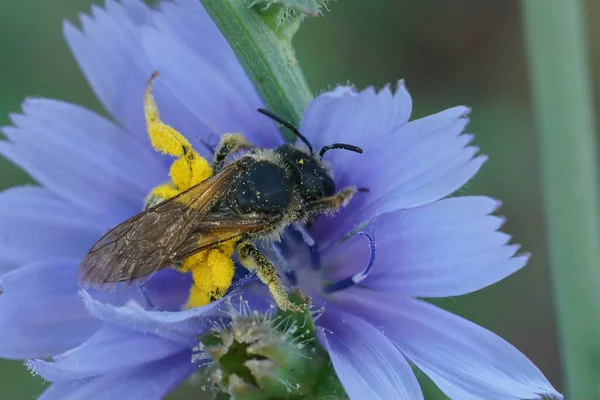Closeup on a female furrow bee, Halictus, collection yellow pollen from a blue Wild cichory, Cichorium intybus,  flower