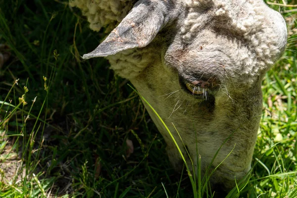 Vue Rapprochée Grand Angle Une Tête Mouton Mérinolandschaf Broutant Herbe — Photo