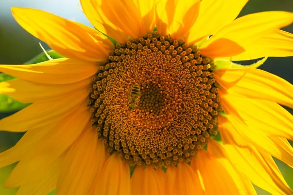 Zbliżenie Strzał Pszczoły Słoneczniku Helianthus — Zdjęcie stockowe