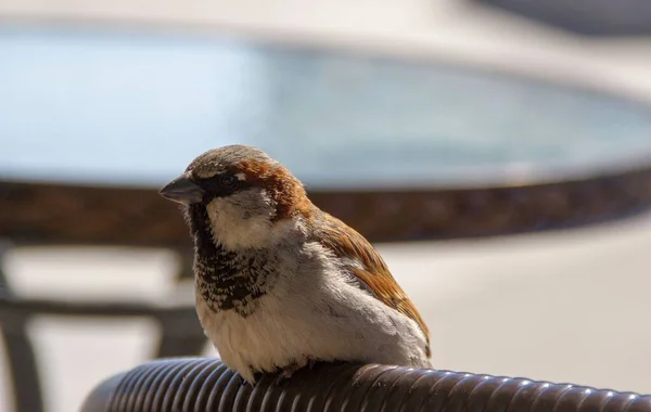 Vogel Zittend Een Stoel Het Centrum — Stockfoto