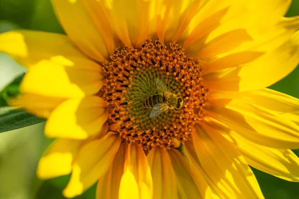 Κοντινό Πλάνο Μέλισσας Ηλιοτρόπιο Helianthus — Φωτογραφία Αρχείου