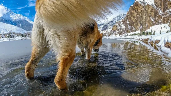 Lähikuva Janoisesta Koirasta Juomassa Vettä Vuoristojärvestä — kuvapankkivalokuva