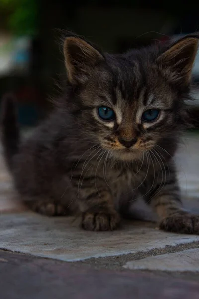 Retrato Vertical Adorable Gatito Ojos Azules —  Fotos de Stock
