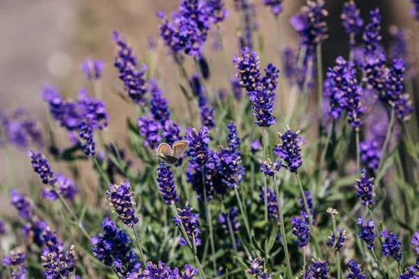 Belo Tiro Uma Borboleta Uma Flor Lavanda — Fotografia de Stock