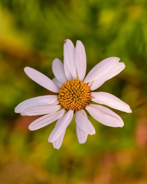 Eine Nahaufnahme Von Weißen Gänseblümchen Blume Auf Verschwommenem Hintergrund — Stockfoto