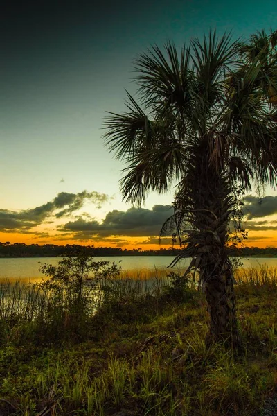 Ένα Κάθετο Φοινικόδεντρο Πάνω Από Λίμνη Ζόμπελ Στο Ηλιοβασίλεμα Στο — Φωτογραφία Αρχείου