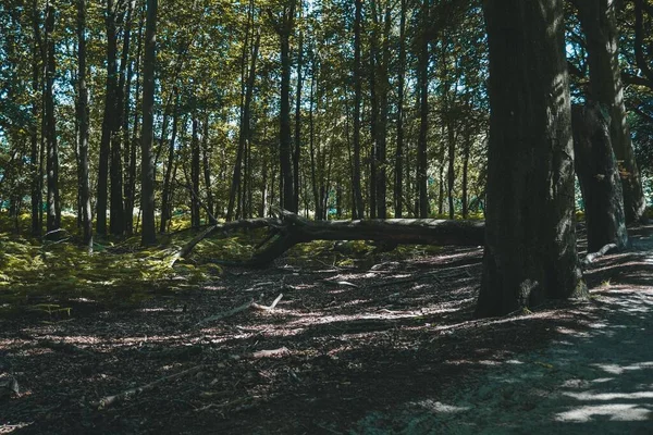 Σπασμένο Δέντρο Στο Δάσος Των Κάτω Χωρών — Φωτογραφία Αρχείου