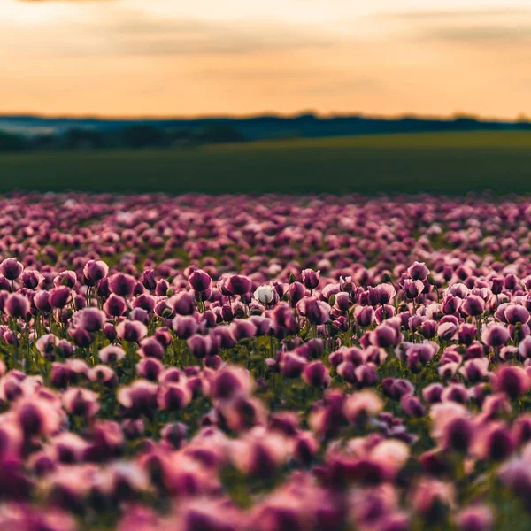The pink and purple field of flowers, during sunset