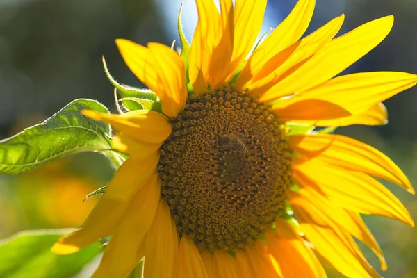 Eine Nahaufnahme Einer Sonnenblume Helianthus Einem Sonnigen Tag — Stockfoto