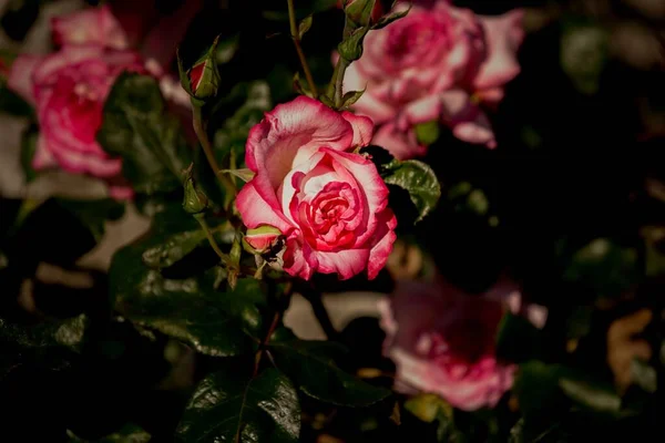 Egy Közeli Kép Rózsaszín Rózsákból Amik Virágoznak Kertben — Stock Fotó