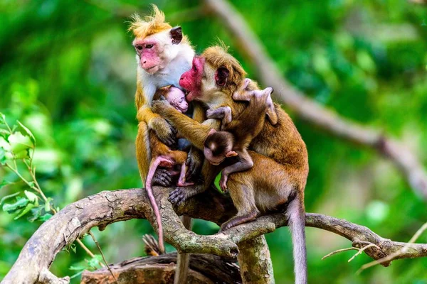 Sebuah Keluarga Dari Toque Macaque Pohon Alam Liar — Stok Foto