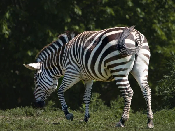 Uma Bela Foto Uma Zebra Jardim Zoológico Fort Wayne Indiana — Fotografia de Stock