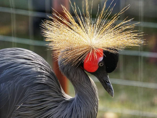 Gros Plan Grue Couronne Grise Sur Fond Flou — Photo