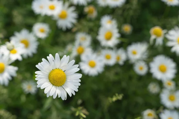 Closeup Shot Daisy Blurred Field White Petals Yellow Center — Stock Photo, Image