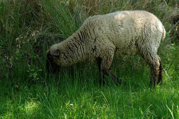 Widok Bliska Owiec Merinolandschaf Wypasu Zielonej Trawy — Zdjęcie stockowe