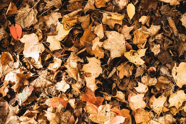 Visão Superior Uma Pilha Folhas Outono Coloridas Belo Fundo Queda — Fotografia de Stock