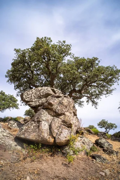 Dev Granit Kayalar Arasında Büyüyen Ağaçlardan Oluşan Güzel Bir Manzara — Stok fotoğraf